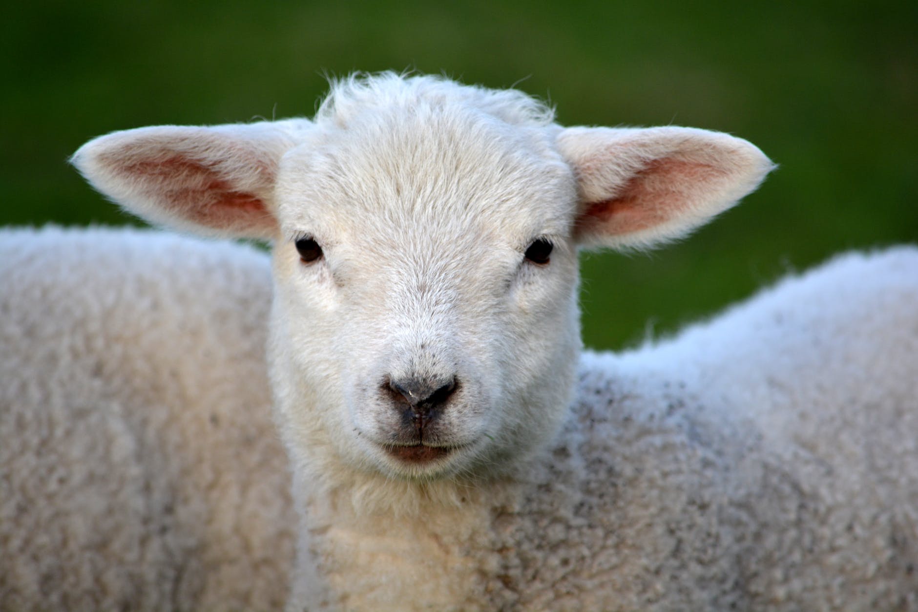 lamb-spring-nature-animal-59821.jpeg