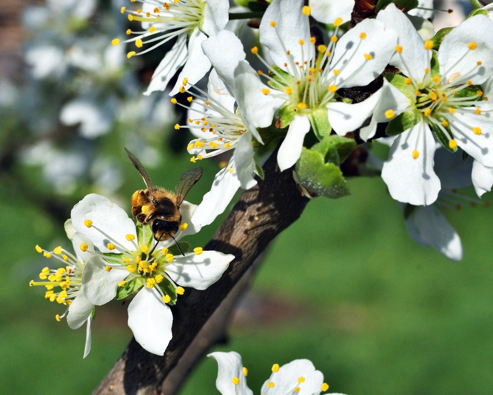 bee-pollination-flower-plum-162623.jpeg