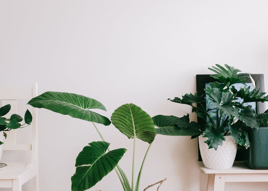 green plant on white wooden table